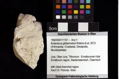 Foto (Objket + Etiketten) von Bullariscus gibbernodus (Robins et al., 2013) 